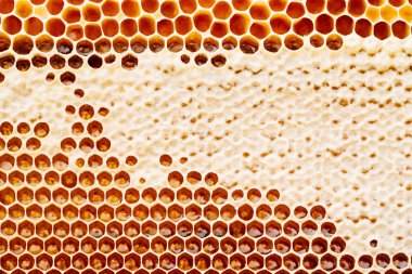 Balmumu bal kovanının arka plan dokusu ve deseni altın bal dolu bir arı kovanına ait.