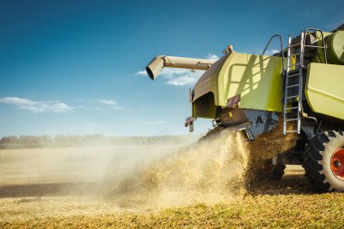 Buğday hasadını birleştirerek olgunlaşmış buğday toplar. Zengin hasat kavramı. Tarım imajı