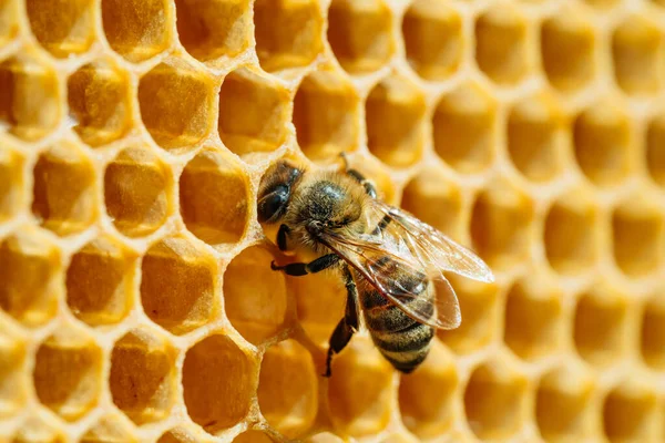 Macro foto de abejas que trabajan en panales. Imagen apicultura y producción de miel —  Fotos de Stock