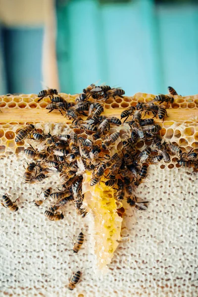 Makroaufnahme von Arbeitsbienen auf Waben. Image der Imkerei und Honigproduktion — Stockfoto