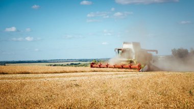 Buğday hasadını birleştirerek olgunlaşmış buğday toplar. Zengin hasat kavramı. Tarım imajı
