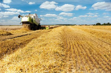 Buğday hasadını birleştirerek olgunlaşmış buğday toplar. Zengin hasat kavramı. Tarım imajı