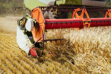 Buğday hasadını birleştirerek olgunlaşmış buğday toplar. Zengin hasat kavramı. Tarım imajı