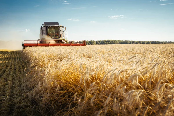 Combine harvester harvests ripe wheat. Concept of a rich harvest. Agriculture image