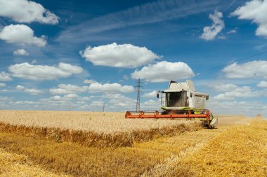 Buğday hasadını birleştirerek olgunlaşmış buğday toplar. Zengin hasat kavramı. Tarım imajı