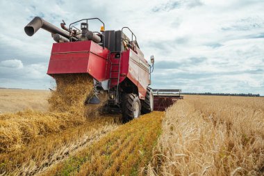 Buğday hasadını birleştirerek olgunlaşmış buğday toplar. Zengin hasat kavramı. Tarım imajı