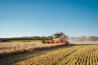 Buğday hasadını birleştirerek olgunlaşmış buğday toplar. Zengin hasat kavramı. Tarım imajı