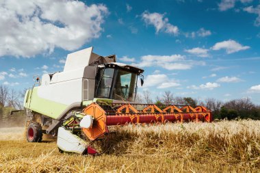 Buğday hasadını birleştirerek olgunlaşmış buğday toplar. Zengin hasat kavramı. Tarım imajı