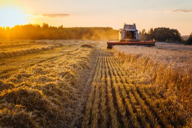 Buğday hasadını birleştirerek olgunlaşmış buğday toplar. Zengin hasat kavramı. Tarım imajı