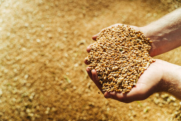 Farmer holds barley grain in his hands