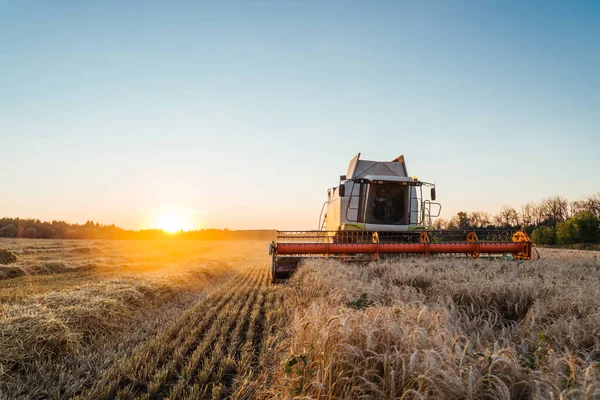 Combine harvester harvests ripe wheat. Concept of a rich harvest. Agriculture image