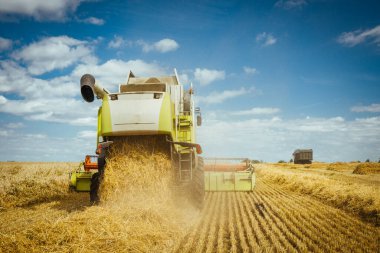 Buğday hasadını birleştirerek olgunlaşmış buğday toplar. Zengin hasat kavramı. Tarım imajı