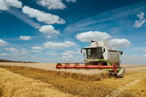 Combine harvester harvests ripe wheat. Concept of a rich harvest. Agriculture image Royalty Free Stock Photos