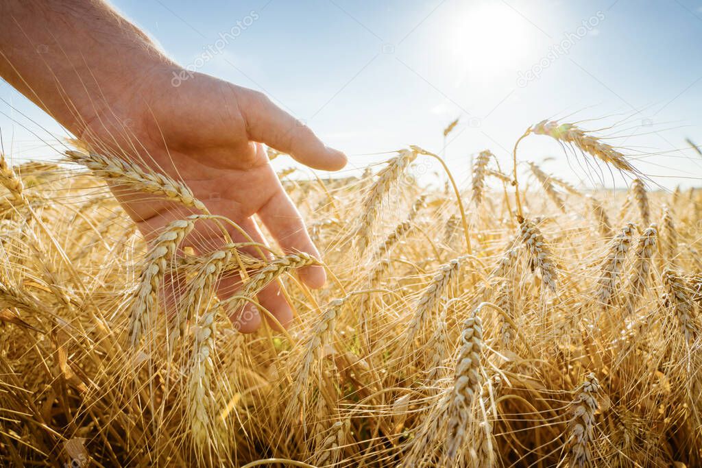 The hand touches the ears of barley. Farmer in a wheat field. Rich harvest concept