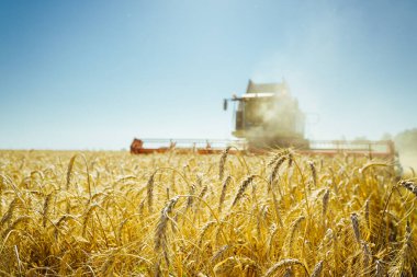 Buğday hasadını birleştirerek olgunlaşmış buğday toplar. Zengin hasat kavramı. Tarım imajı