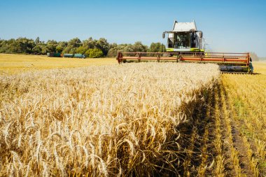 Buğday hasadını birleştirerek olgunlaşmış buğday toplar. Zengin hasat kavramı. Tarım imajı