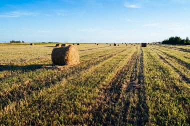 Tarımsal alanda saman balyalarıyla manzara