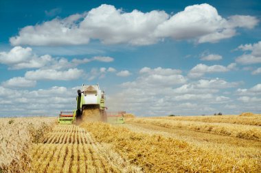 Buğday hasadını birleştirerek olgunlaşmış buğday toplar. Zengin hasat kavramı. Tarım imajı