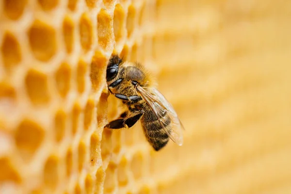 Macro foto de abelhas trabalhando em favos de mel. Imagem de apicultura e produção de mel — Fotografia de Stock