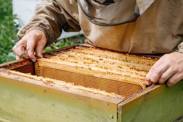 Včelař pracuje s včelami ve včelíně — Stock fotografie