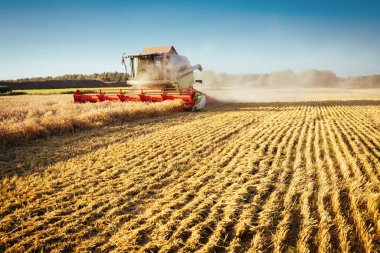 Buğday hasadını birleştirerek olgunlaşmış buğday toplar. Zengin hasat kavramı. Tarım imajı