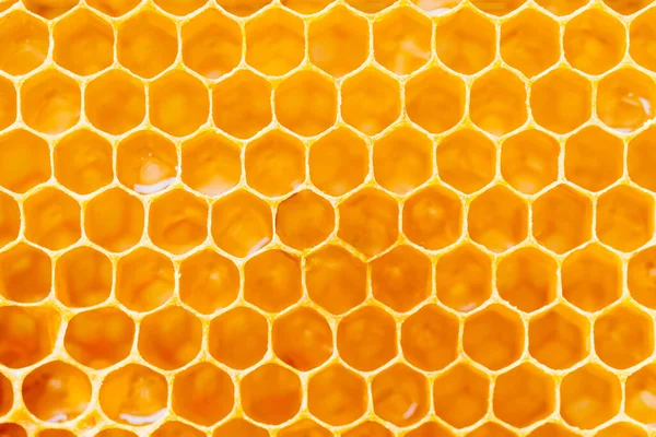 Background texture and pattern of a section of wax honeycomb from a bee hive filled with golden honey — Stock Photo, Image