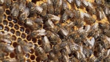 Bal peteğinde çalışan arıların makro yavaş çekim videosu. Arıcılık ve bal üretim imajı