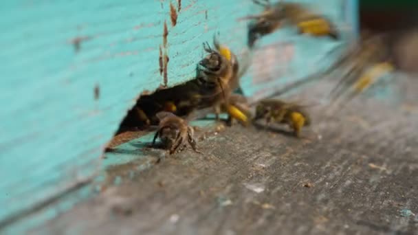 A close-up view of the working bees bringing flower pollen to the hive on its paws. Honey is a beekeeping product. Bee honey is collected in beautiful yellow honeycombs — Stock Video