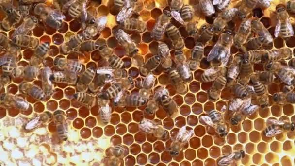 Makro-Zeitlupenvideo von Arbeitsbienen auf einer Wabe. Image der Imkerei und Honigproduktion — Stockvideo