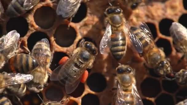 Macro slow motion video of working bees on a honeycomb. Beekeeping and honey production image — Stock Video