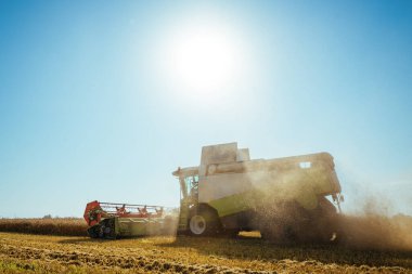 Buğday hasadını birleştirerek olgunlaşmış buğday toplar. Zengin hasat kavramı. Tarım imajı.