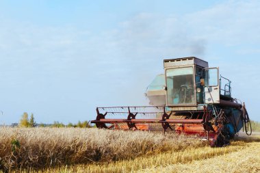 Buğday hasadını birleştirerek olgunlaşmış buğday toplar. Zengin hasat kavramı. Tarım imajı.