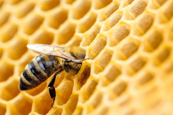 Macro foto de abejas que trabajan en panales. Imagen apicultura y producción de miel —  Fotos de Stock