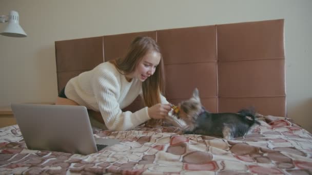 Mujer joven jugando con el perro el fin de semana en casa. Feliz yorkshire terrier cachorro — Vídeo de stock