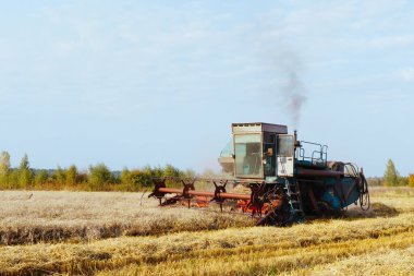 Buğday hasadını birleştirerek olgunlaşmış buğday toplar. Zengin hasat kavramı. Tarım imajı.
