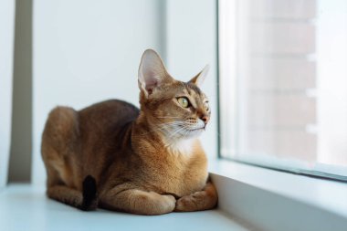 Evdeki Habeş kedisinin portresi. Pencerenin kenarında dinlenen sevimli kedi.