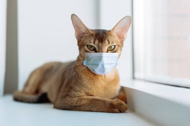 Kızıl bir kedinin portresi. Tıbbi maskeli kedi..