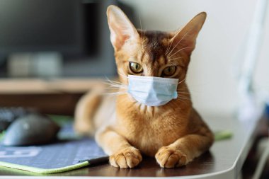 Kızıl bir kedinin portresi. Tıbbi maskeli kedi..