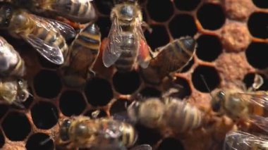 Bal peteğinde çalışan arıların makro yavaş çekim videosu. Arıcılık ve bal üretim imajı