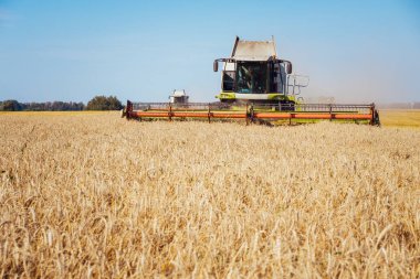 Buğday hasadını birleştirerek olgunlaşmış buğday toplar. Günbatımı bulutlu, turuncu gökyüzü arka planında olgun altın tarlalar. - Evet. Zengin hasat kavramı. Tarım imajı.