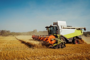 Buğday hasadını birleştirerek olgunlaşmış buğday toplar. Zengin hasat kavramı. Tarım imajı