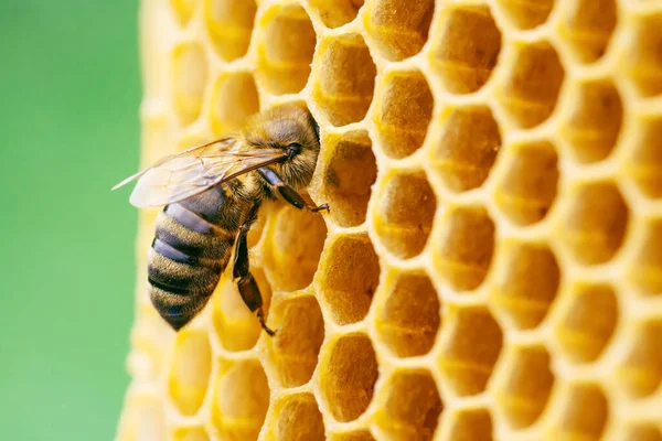 Makró fénykép dolgozó méhekről mézelő fésűkön. Méhészeti és méztermelési arculat — Stock Fotó