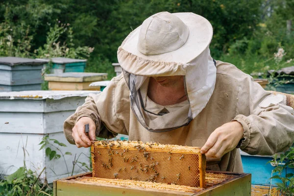 Apicultor trabalha com abelhas no apiário — Fotografia de Stock
