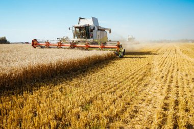 Buğday hasadını birleştirerek olgunlaşmış buğday toplar. Günbatımı bulutlu, turuncu gökyüzü arka planında olgun altın tarlalar. - Evet. Zengin hasat kavramı. Tarım imajı.