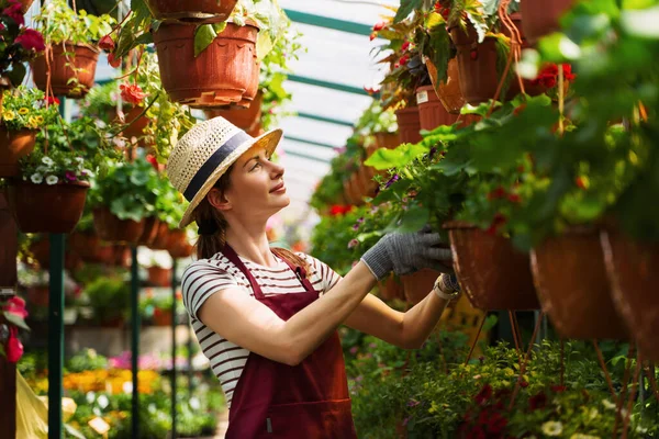 Woman gardener in hat and gloves works with flowers in the greenhouse.