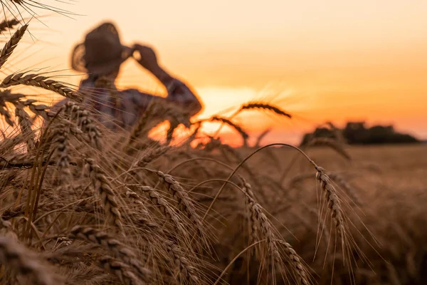 The farmer checks the wheat harvest. The concept of a rich harvest in an agricultural field