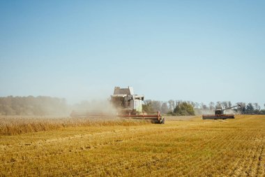 Buğday hasadını birleştirerek olgunlaşmış buğday toplar. Zengin hasat kavramı. Tarım imajı