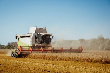 Buğday hasadını birleştirerek olgunlaşmış buğday toplar. Zengin hasat kavramı. Tarım imajı
