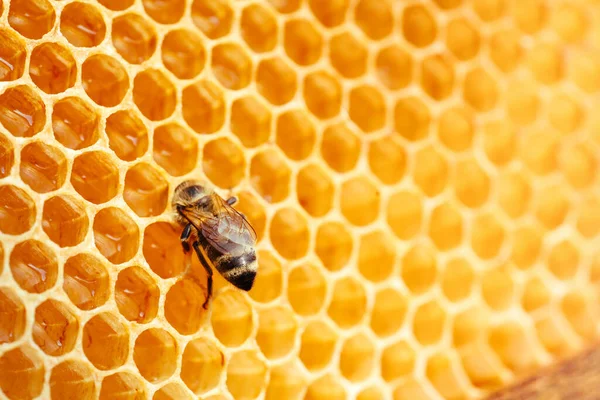 Macro Photo Working Bees Honeycombs Beekeeping Honey Production Image — Stock Photo, Image