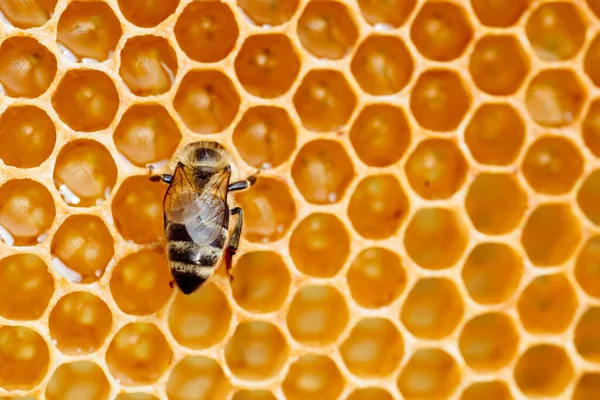Makro fotografie pracovních včel na plástech. Včelařství a image produkce medu — Stock fotografie